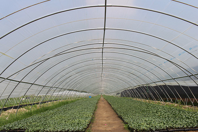 江苏省沿海开发集团农业种植技术开发 创新驱动现代农业发展