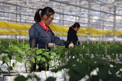 低碳农业 未来农业的发展新趋势与技术开发路径