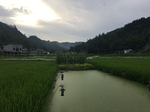 重庆市农业技术推广总站专家深入酉阳调研 探索稻田综合种养与产业融合新路径