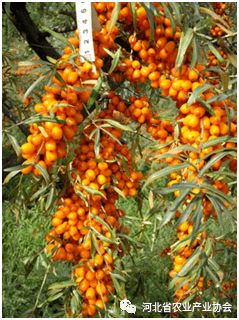 2020石家庄国际农业技术交流对接系列活动之十 俄罗斯沙棘种植管理技术及新品种开发前景