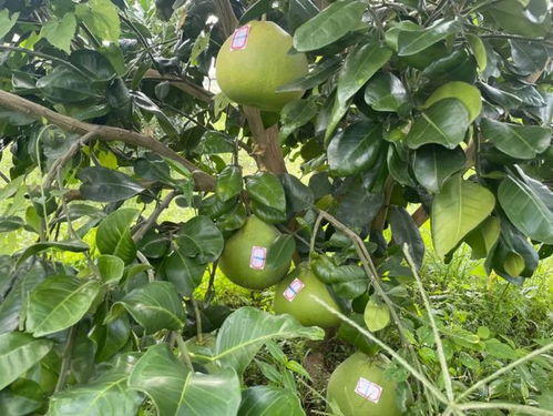 旺茂30万斤青柚喜上市，乡村振兴添动力——农业种植技术开发助力产业升级