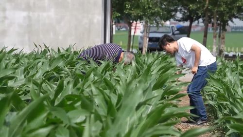 吉林 锚定现代化改革深化，以农业科技赋能现代农业新动能