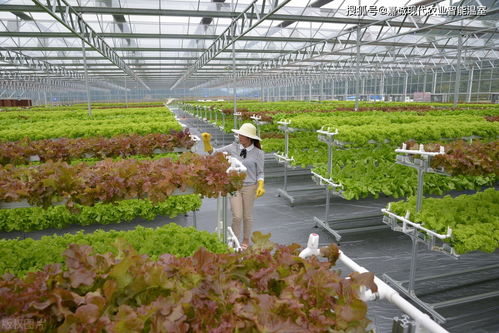 从种植温室大棚到全球农业革新 一文读懂无土栽培的技术优势与发展前景