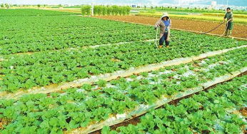 我国农产品价值链面临四大挑战 种植与畜牧业短板制约农业发展