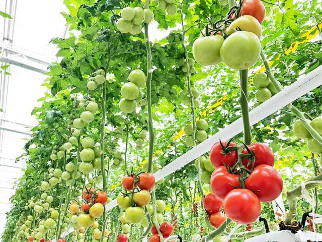 现代温室种植技术 荷兰农业强国的秘密武器