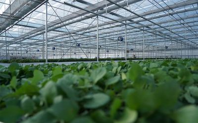 井研粮蔬高效复合示范基地 以技术开发助推现代粮蔬产业提档升级