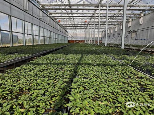 民勤县重兴镇旺业兴农——从一株苗开始的农业种植技术开发