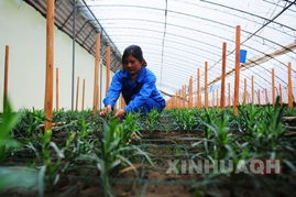 农业科技园驱动高原农业发展的创新路径与技术开发