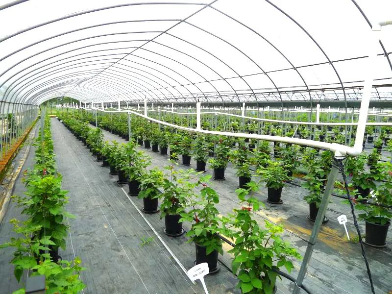 溧水 南京南部新兴增长极与农业种植技术开发的奋进之路