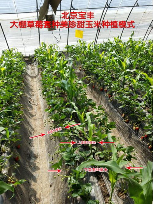 鲜食玉米高效种植技术 亩增收5000元的科学路径