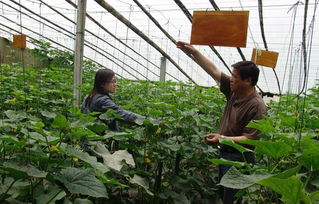 土专家赋能乡村振兴 泗县本土技术人才引领农业种植技术新突破